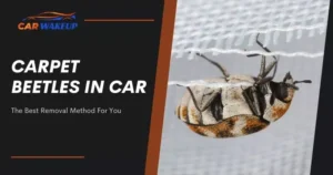 Carpet Beetles In Car: The Best Removal Method For You